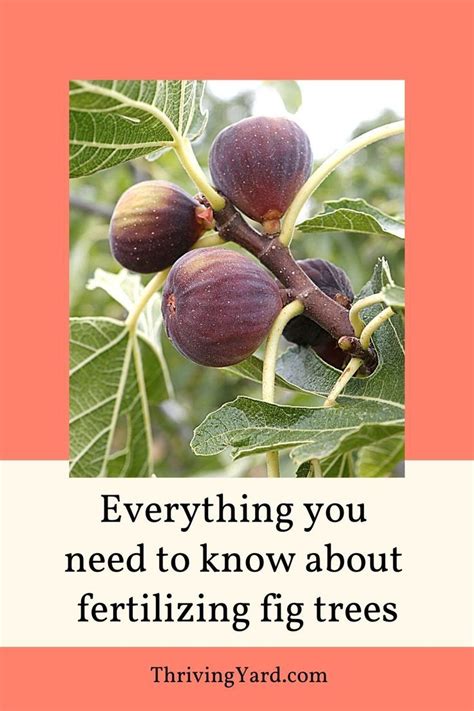 Fertilizing 101: Nurturing Your Fig Tree to Fruity Delights