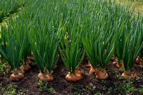 Fertilizing 3 Ways for Onion Plants' Abundant Harvest