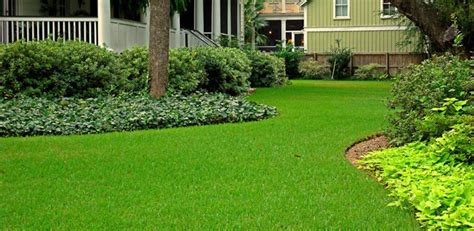 Fertilizing 6 Essential Tips for Lush, Healthy St. Augustine Grass