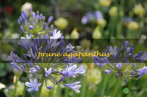 Fertilizing Agapanthus Plants: A Comprehensive Guide for Optimal Blooms