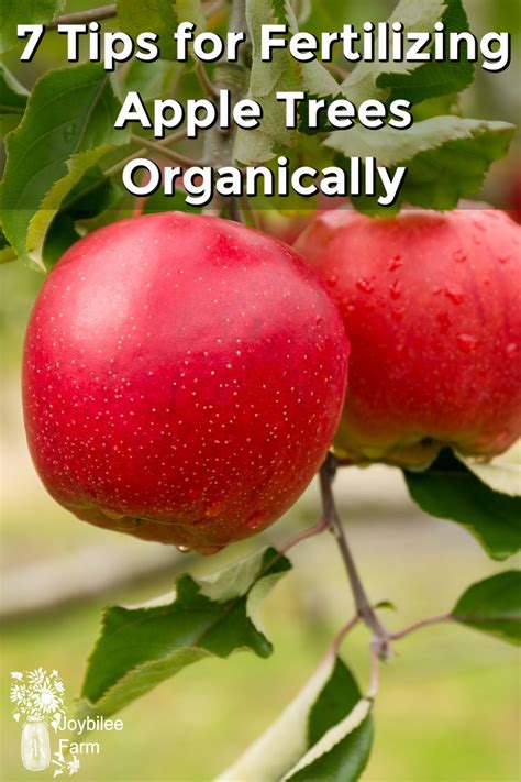 Fertilizing Apple Trees: A Complete Guide to Nourishing Your Fruit-Bearing Wonder