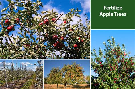 Fertilizing Apple Trees: A Comprehensive Guide