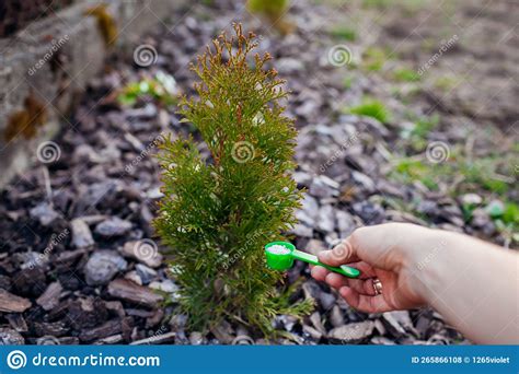 Fertilizing Arborvitae: 5 Essential Tips for Healthy and Vibrant Plants