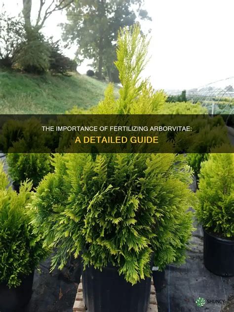 Fertilizing Arborvitae: A Comprehensive Guide to Keeping Your Trees Lush