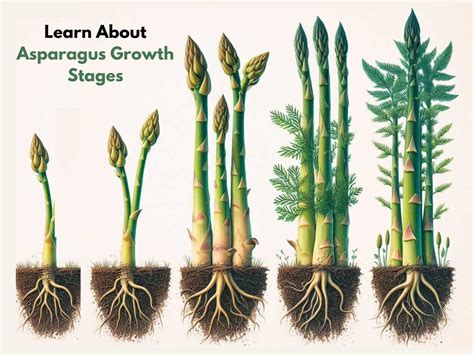 Fertilizing Asparagus: A 5-Step Guide for Optimal Growth