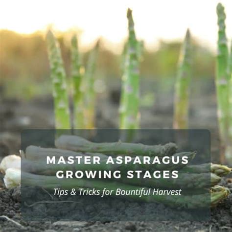 Fertilizing Asparagus: A Comprehensive Guide for Bountiful Harvests