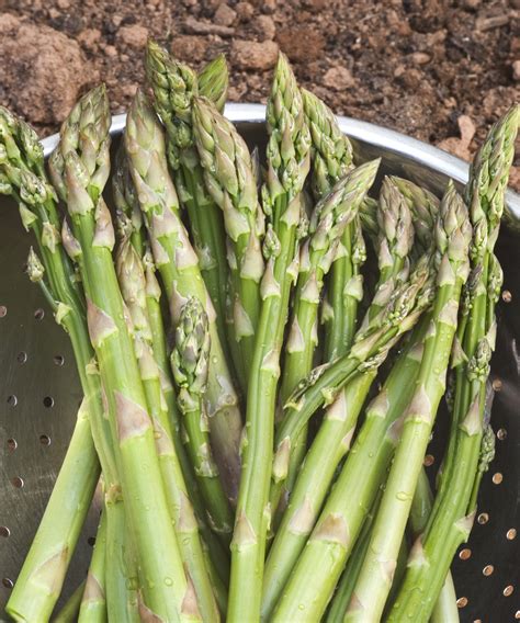 Fertilizing Asparagus: A Comprehensive Guide to Boosting Your Harvest