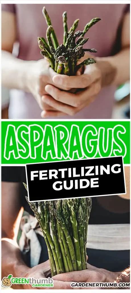 Fertilizing Asparagus: A Comprehensive Guide to Nurturing Your Spears