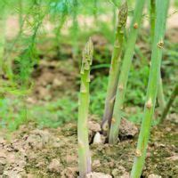 Fertilizing Asparagus Plants: A Comprehensive Guide for Bumper Harvests