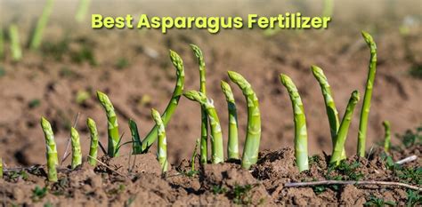 Fertilizing Asparagus Plants: A Comprehensive Guide for Maximum Yields