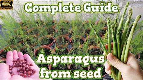 Fertilizing Asparagus Plants: The Ultimate Guide to Bountiful Harvests