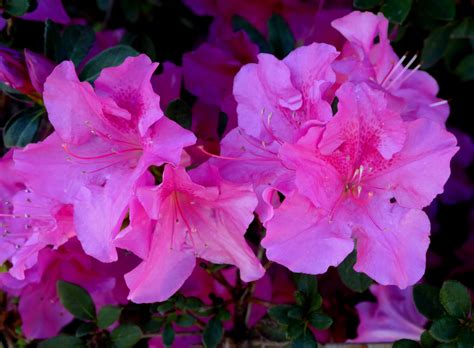 Fertilizing Azaleas: A Comprehensive Guide to 100% Healthy Plants