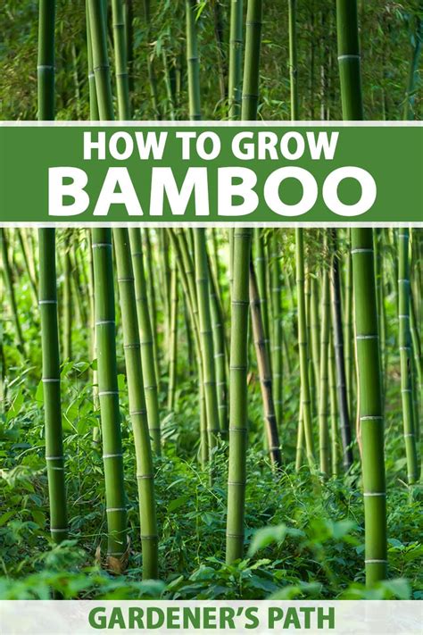 Fertilizing Bamboo: A Comprehensive Guide to Nurturing Your Bamboo Forest