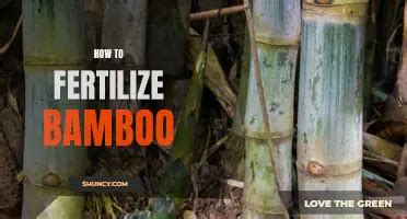 Fertilizing Bamboo: The Ultimate 2023 Guide