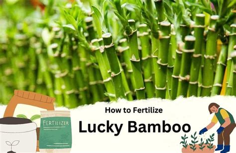 Fertilizing Bamboo: The Ultimate Guide