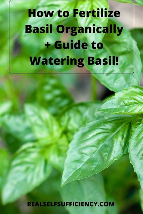 Fertilizing Basil: A Complete Guide