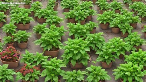 Fertilizing Basil: A Comprehensive 10-Step Guide to Boosting Yield and Flavor