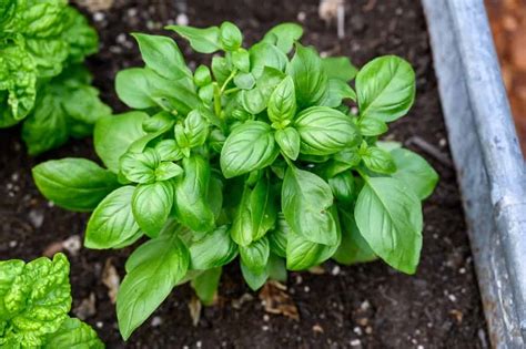 Fertilizing Basil: A Comprehensive Guide to Enhancing Herb Growth