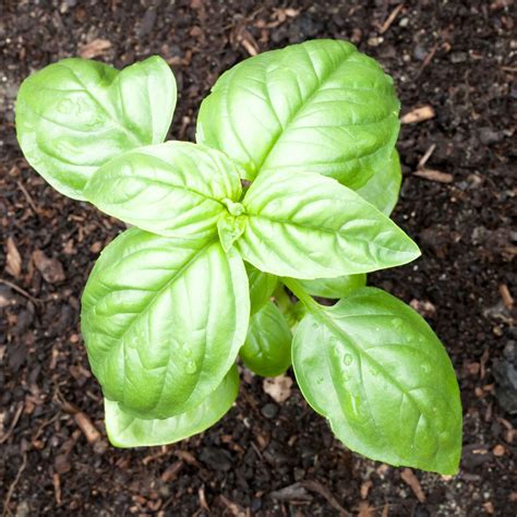 Fertilizing Basil: A Comprehensive Guide to Nourishing Your Herb Garden