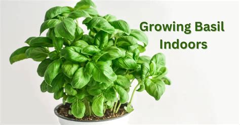 Fertilizing Basil: A Guide to Growing Abundant, Flavorful Herbs