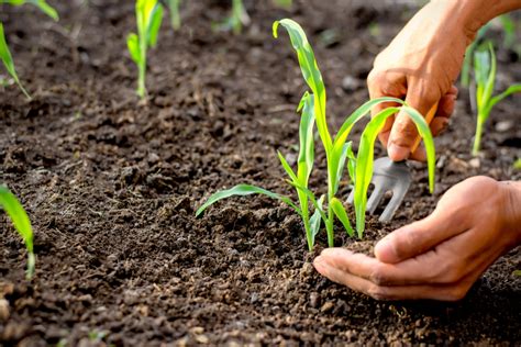 Fertilizing Before Seeding