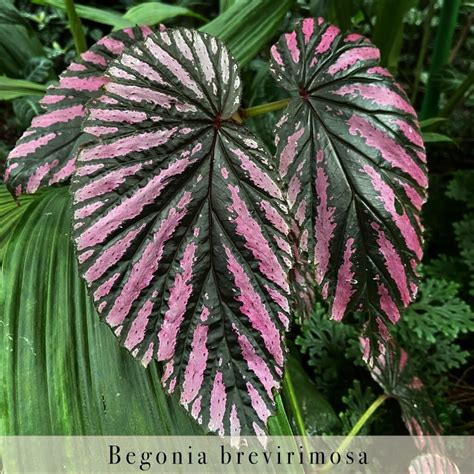 Fertilizing Begonia Plants: 4 Crucial Steps to Enhance Vibrance