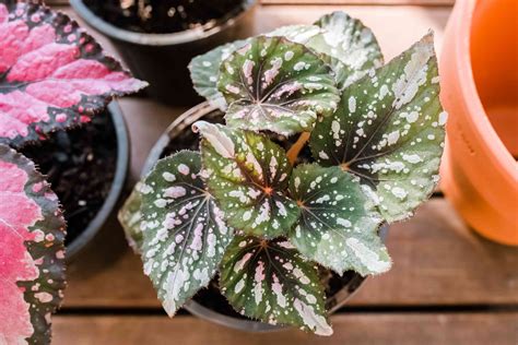 Fertilizing Begonia Plants: A 10-Step Guide to Healthier Blooms