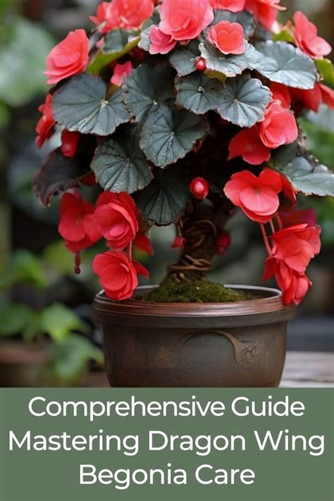 Fertilizing Begonia Plants: A Comprehensive Guide for Optimal Growth and Blooms