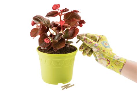 Fertilizing Begonia Plants: A Guide to Nurturing Your Blooms