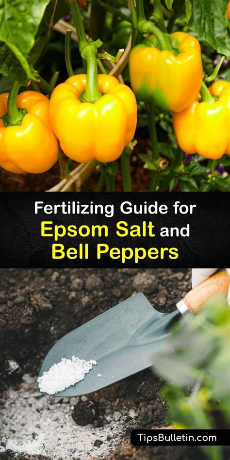 Fertilizing Bell Peppers: 10 Essential Tips for Maximum Yields