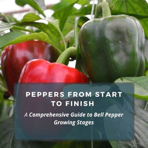 Fertilizing Bell Peppers: A Comprehensive Guide