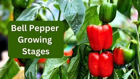 Fertilizing Bell Peppers: The Ultimate 5-Step Guide to Boosting Yields