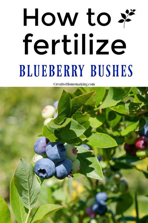 Fertilizing Berry Bushes: A Comprehensive Guide