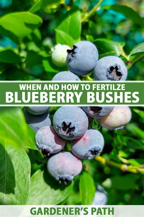 Fertilizing Berry Bushes: A Comprehensive Guide to Nourishing Your Sweet Fruits