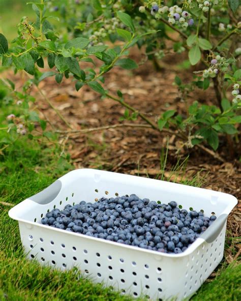 Fertilizing Berry Bushes: A Guide to Nourishing Your Plants for Bountiful Harvests