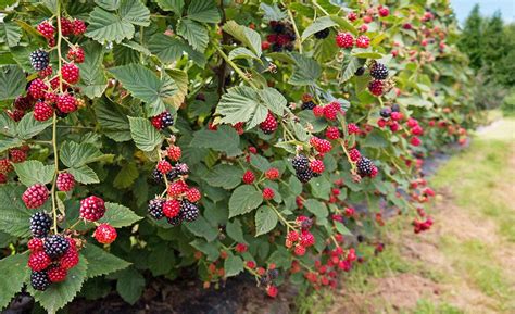 Fertilizing Berry Bushes Like a Pro: 5 Ultimate Tips You Must Know!