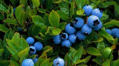 Fertilizing Berry Bushes for Bumper Crops