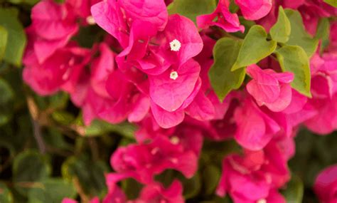 Fertilizing Bougainvillea: 4 Essential Steps for Spectacular Blooms