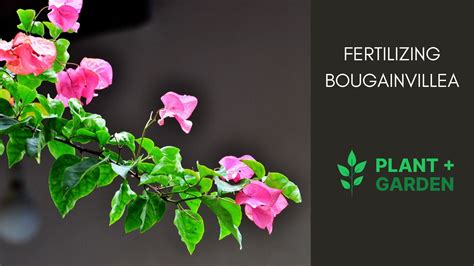 Fertilizing Bougainvillea: 7 Secrets to Enhance Vibrancy and Bloom