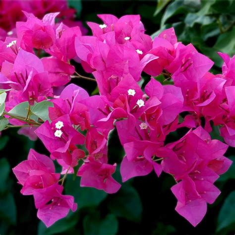 Fertilizing Bougainvillea: A Comprehensive Guide to Nourishing Your Vibrant Bloom