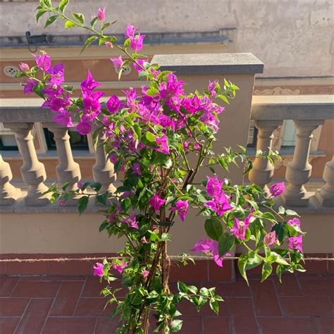 Fertilizing Bougainvillea: A Comprehensive Guide to Unleashing Vibrant Blooms