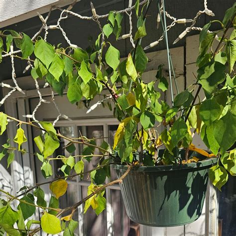 Fertilizing Bougainvillea: The 3-2-1 Rule