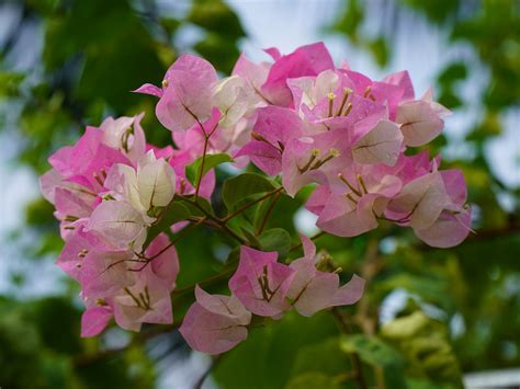 Fertilizing Bougainvillea Plants: A Comprehensive Guide for Optimal Growth and Vibrant Blooms