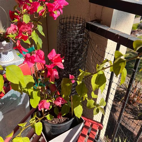 Fertilizing Bougainvillea Plants: A Guide to 3 Essential Steps