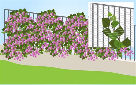 Fertilizing Bougainvillea Plants: The 5-Step Guide to Bountiful Blooms