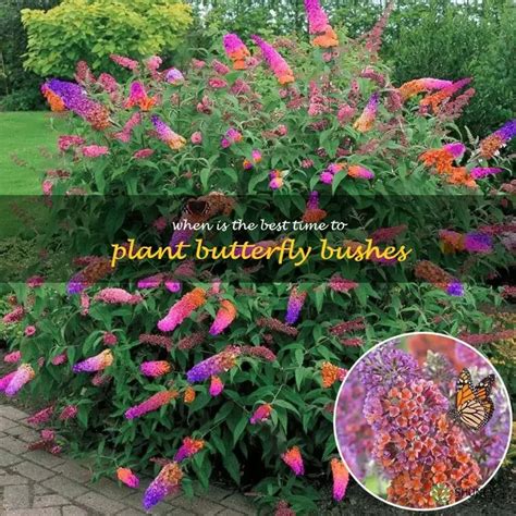 Fertilizing Butterfly Bush: The 5 Secret Tricks You Need to Know