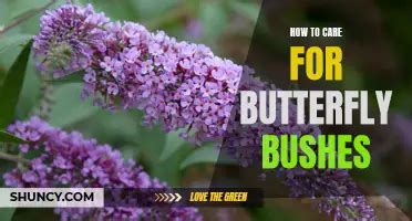 Fertilizing Butterfly Bushes: 7 Key Steps to Attract the Fluttery Beauties