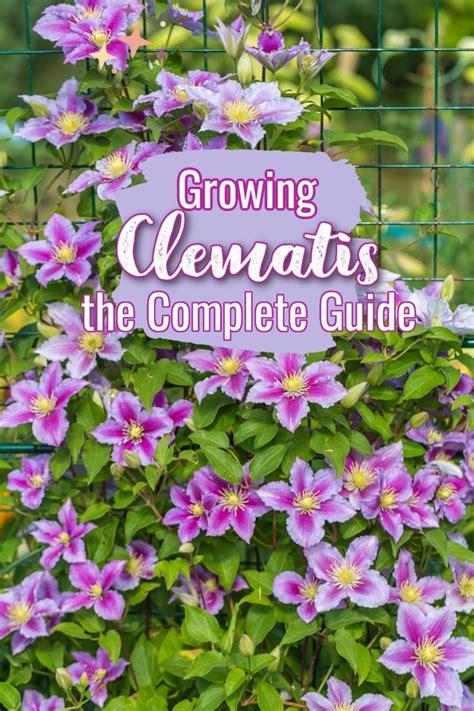 Fertilizing Clematis: A Comprehensive Guide