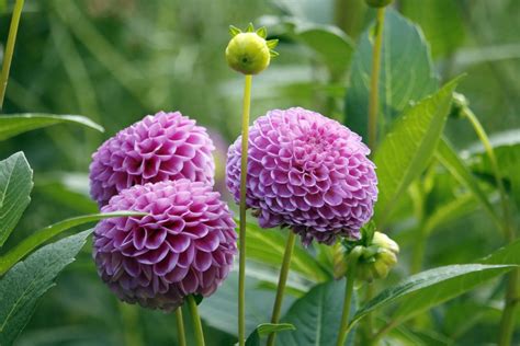 Fertilizing Dahlias: 10,000+ Words on Feeding Your Blooms