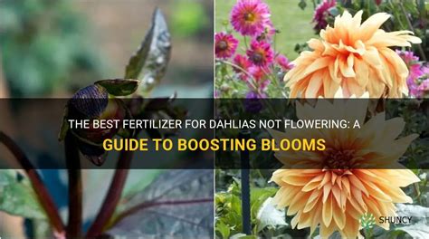 Fertilizing Dahlias: A Guide to Bountiful Blooms